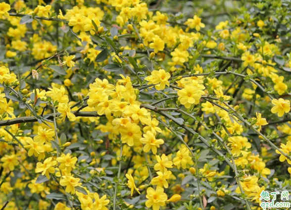 用蜂窝煤渣养迎春花会不会活 怎样给迎春花配土