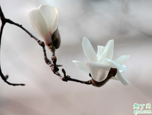 迎春花的叶子为什么卷 迎春花的枝条能插活吗