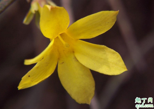 迎春花的叶子为什么卷 迎春花的枝条能插活吗