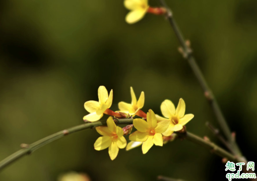 迎春花的叶子为什么卷 迎春花的枝条能插活吗