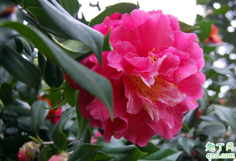 嫁接茶花最好的砧木是什么 茶花啥时候嫁接成活率高