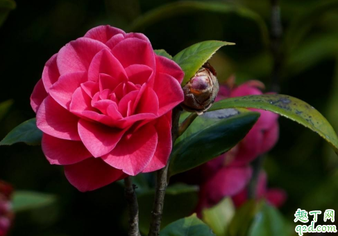 嫁接茶花最好的砧木是什么 茶花啥时候嫁接成活率高