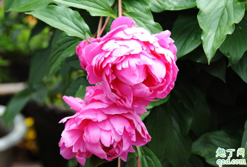 山茶花僵苗怎是咋回事 怎么让山茶花快速发芽