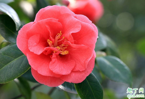 山茶花僵苗怎是咋回事 怎么让山茶花快速发芽