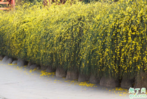 迎春花可以扦插育苗吗 迎春花夏季修剪可以吗