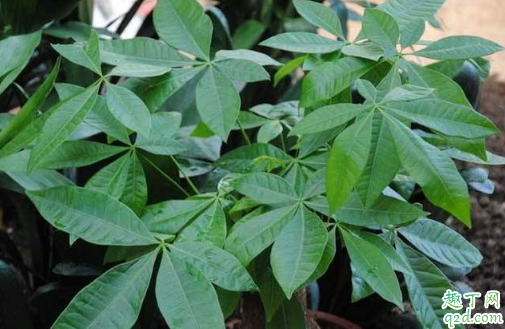 扦插的发财树会长高吗 怎样扦插发财树成活率高