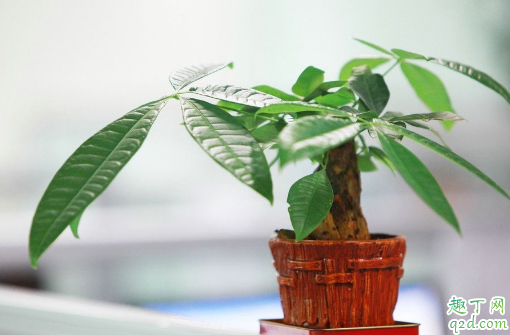 扦插的发财树会长高吗 怎样扦插发财树成活率高