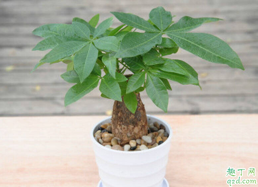 发财树能不能长时间的晒太阳 发财树晒不着太阳行吗