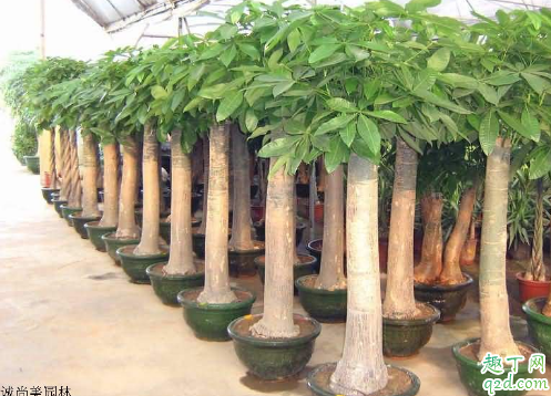 发财树能不能长时间的晒太阳 发财树晒不着太阳行吗