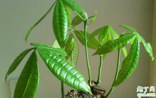 发财树能不能长时间的晒太阳 发财树晒不着太阳行吗