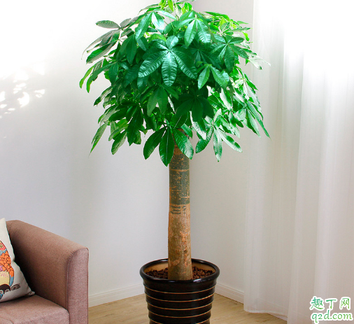 发财树的叶子长不大怎么办 发财树怎样育苗