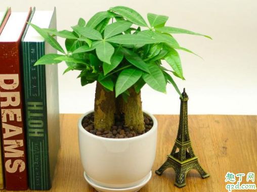发财树的叶子长不大怎么办 发财树怎样育苗