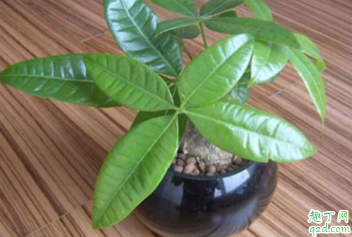 发财树的叶子长不大怎么办 发财树怎样育苗