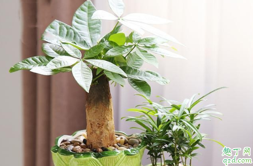 发财树的叶子太多需要修剪吗 发财树啥时候修剪好