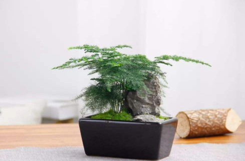 文竹叶子黄了要剪掉吗 如何养护文竹才能避免黄叶