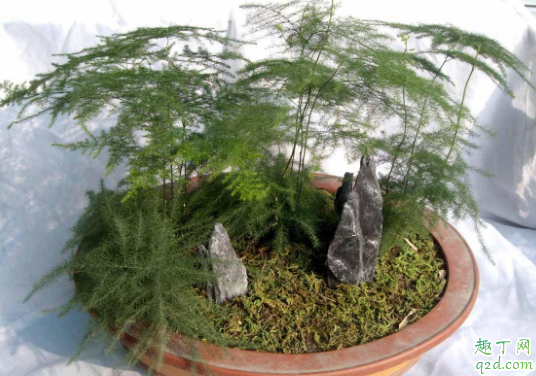 文竹叶子需不需要喷水 给文竹叶子喷水要注意什么