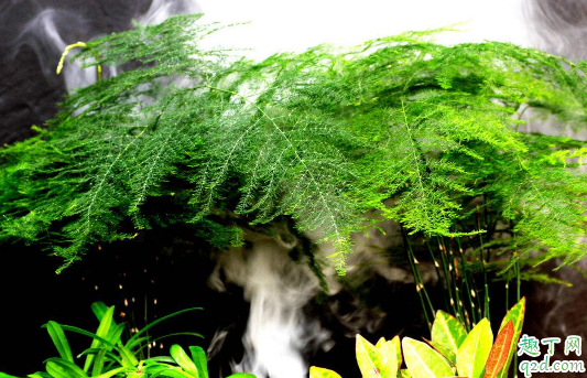 文竹叶子需不需要喷水 给文竹叶子喷水要注意什么