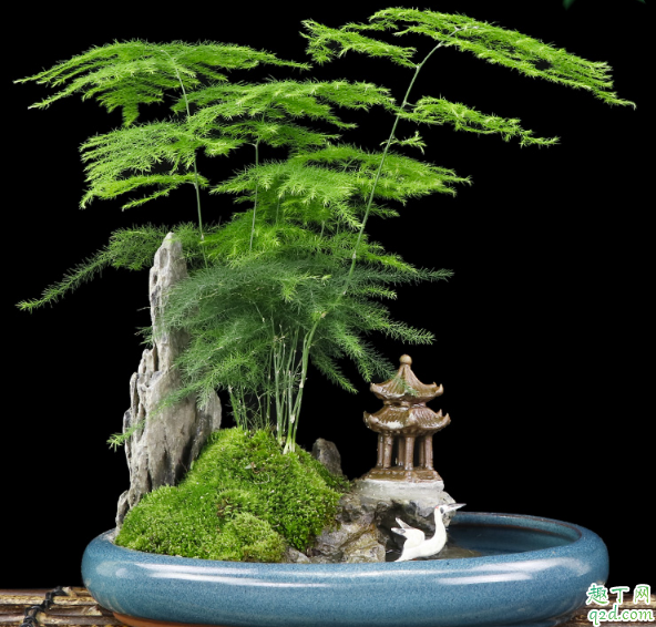 文竹容易养活吗 文竹怎么养才高大