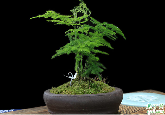 文竹为什么总爱黄叶 文竹总黄叶该如何补救