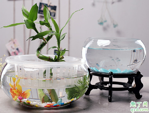 鱼缸水质混浊是咋回事 鱼缸的水质好坏该怎么判断