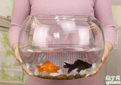 鱼缸水质混浊是咋回事 鱼缸的水质好坏该怎么判断