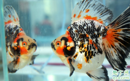 三湖慈鲷的饲料可以喂金鱼吗 三湖慈鲷饲料养金鱼的影响