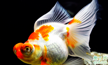 三湖慈鲷的饲料可以喂金鱼吗 三湖慈鲷饲料养金鱼的影响