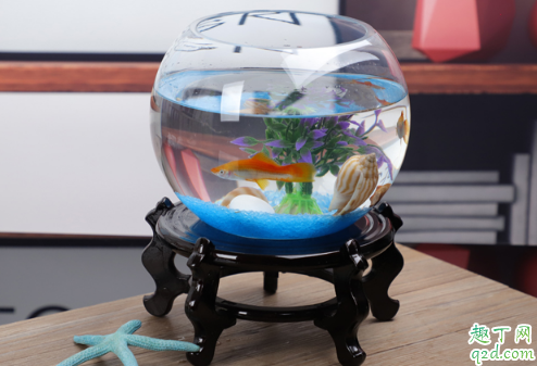 ?鱼缸可以不换水吗 鱼缸里的水应该多久换一次