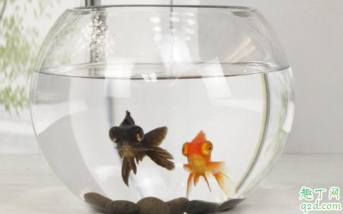 ?鱼缸可以不换水吗 鱼缸里的水应该多久换一次