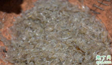 白色小虾米吃什么食物长大 小虾米怎么喂养比较好