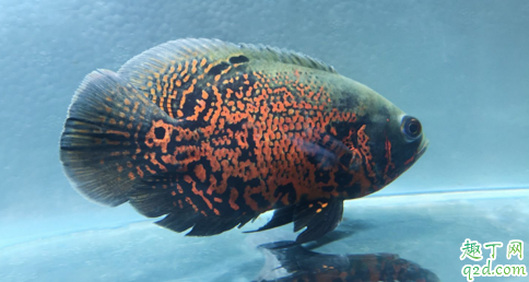 地图鱼鳞片脱落是咋回事 地图鱼鳞片脱落怎么救治
