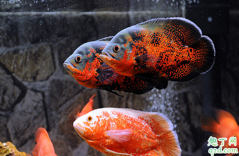 地图鱼怎么混养 地图鱼混养需注意哪些事项