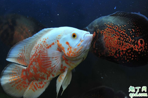 地图鱼怎么混养 地图鱼混养需注意哪些事项