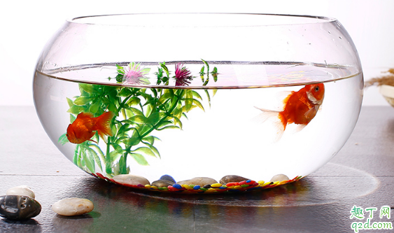 鱼缸老是浑水怎么办 鱼缸的表面很脏怎么清洗