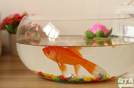 鱼缸里长水藻好不好 鱼缸长水藻怎么去除