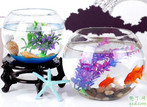 鱼缸水老是黄是什么原因 鱼缸水发黄该如何解决