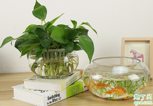 鱼缸水老是黄是什么原因 鱼缸水发黄该如何解决