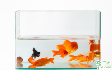 鱼缸养水三天水发白怎么回事 鱼缸发白像起雾怎么办