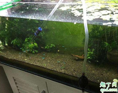 鱼缸养水三天水发白怎么回事 鱼缸发白像起雾怎么办