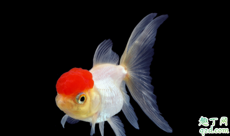 鱼缸开缸一个月水为什么是黄的 养金鱼是要定期换水吗