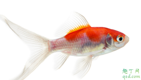 鱼缸开缸一个月水为什么是黄的 养金鱼是要定期换水吗