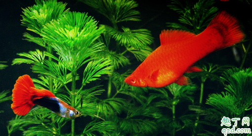 红剑鱼为啥老是烂嘴 红剑鱼老烂嘴怎么救治