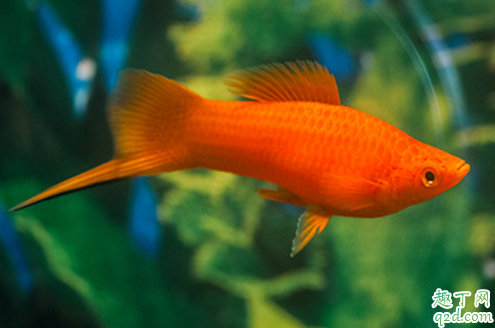 红剑鱼为啥老是烂嘴 红剑鱼老烂嘴怎么救治