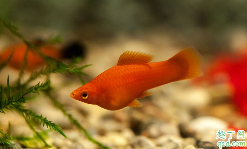 红剑鱼为啥老是烂嘴 红剑鱼老烂嘴怎么救治