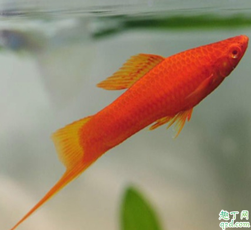 红剑鱼会和孔雀鱼杂交么 红剑鱼怎样养长得好