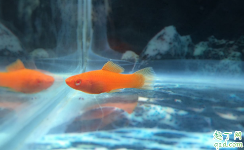 红剑鱼会和孔雀鱼杂交么 红剑鱼怎样养长得好