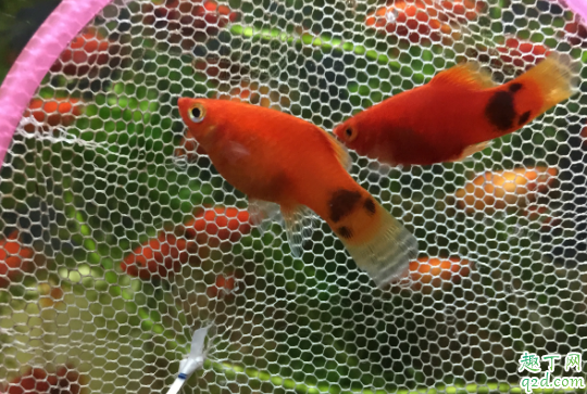 月光鱼容易养活吗? 养月光鱼哪些事项是要注意的