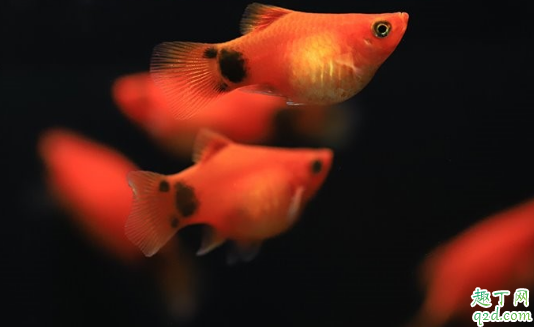 月光鱼容易养活吗? 养月光鱼哪些事项是要注意的