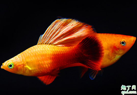 月光鱼容易养活吗? 养月光鱼哪些事项是要注意的