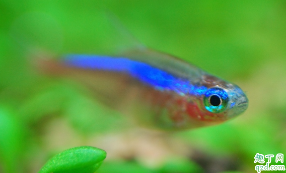 ?宝莲灯鱼好养吗 宝莲灯鱼怎么养长得好